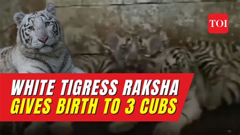 Maitri Bagh Zoo White Tigress Gives Birth To 3 Cubs At Maitri Bagh Zoo