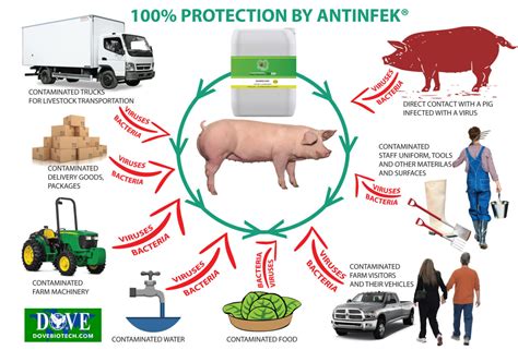 Pig Farm Biosecurity Dove Biotech