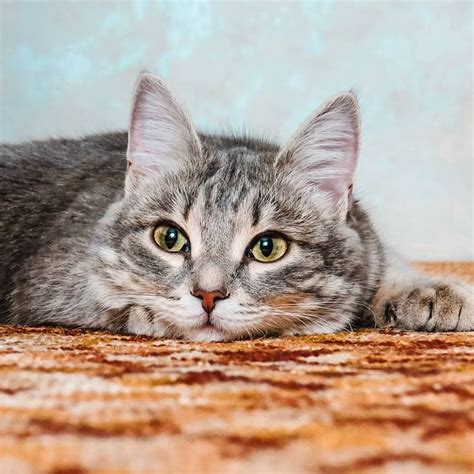 На данном изображении может находиться: кот
