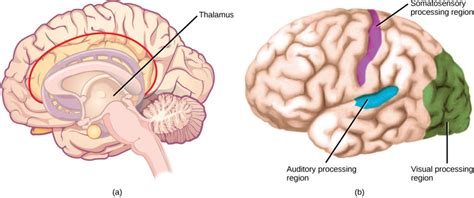 Sensory Processes Biology I