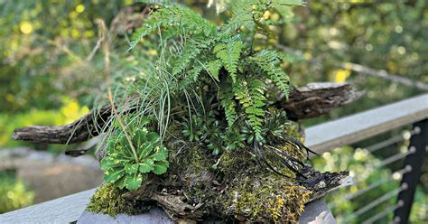 How Creating A Fern Table Can Bring Woodland Wellness To Your Home