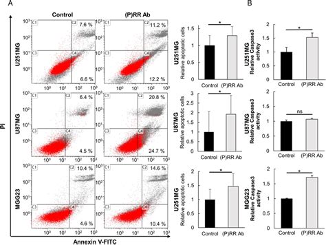 The P RR Ab Induces Apoptosis Of Glioblastoma Cell Lines And The