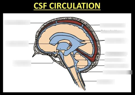 CSF Circulation Diagram Quizlet