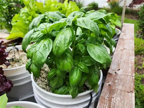 Basil Container Size Matters Growing Basil In Containers Peace Love