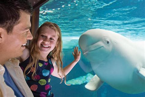 SeaWorld Orlando Tickets | Discount Tickets to SeaWorld