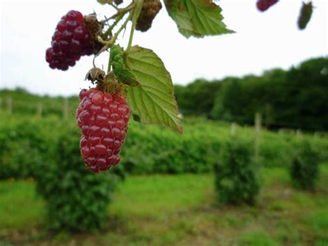 Tayberry - Berries for Africa