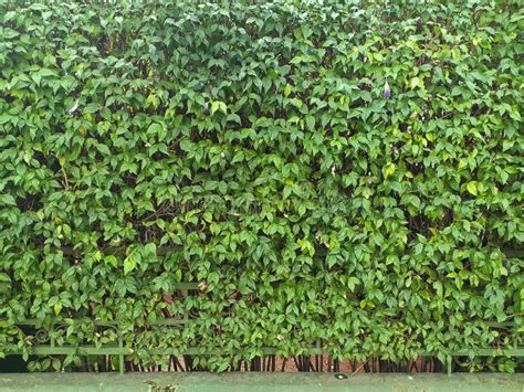 Muro Verde En Una Calle Residencial De La Ciudad De Sao Paulo En Brasil