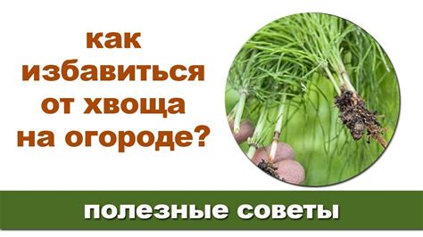Хвощ полевой: как избавиться от данного сорняка на своем участке? - YouTube