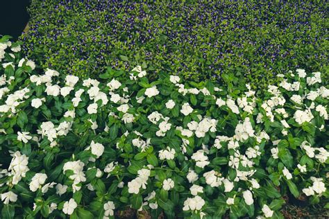 foto de una planta de flor de vinca blanca o bígaro de madagascar con ...