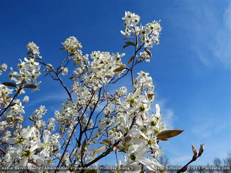 Amelanchier X Grandiflora