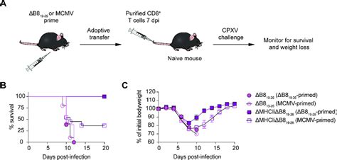 Subdominant Epitope Specific Ctl Responses Protect Against Cpxv