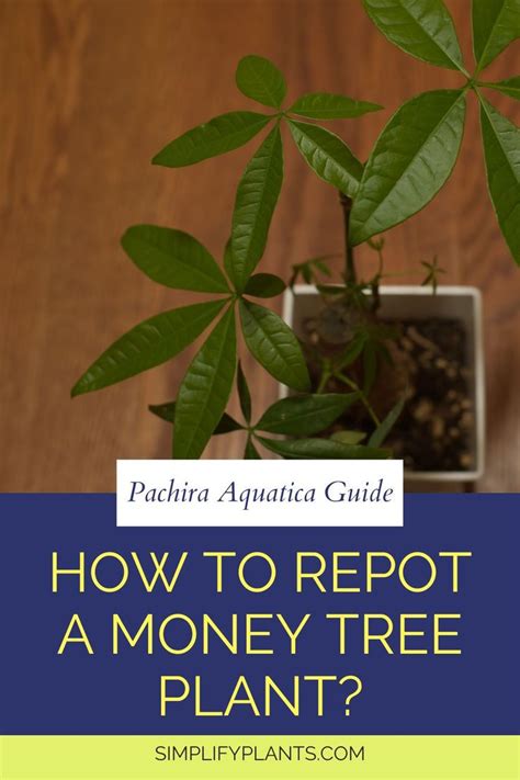 Money Tree Dying How Do You Revive A Dying Money Tree Artofit