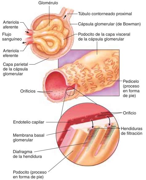 FILTRACIÓN GLOMERULAR Mind Map