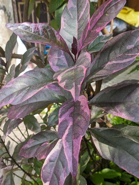 A Close Up Of Graptophyllum Pictum Leaves Stock Photo At Vecteezy