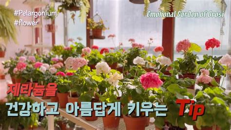 #pelargonium 🌸 제라늄을 건강하고 아름답게 키우는 방법을 소개합니다. | 제가 키우는 방법 알려드릴게요 ~ 🌿 ...