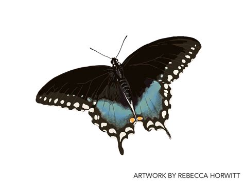 Spicebush Swallowtail REBECCA HORWITT