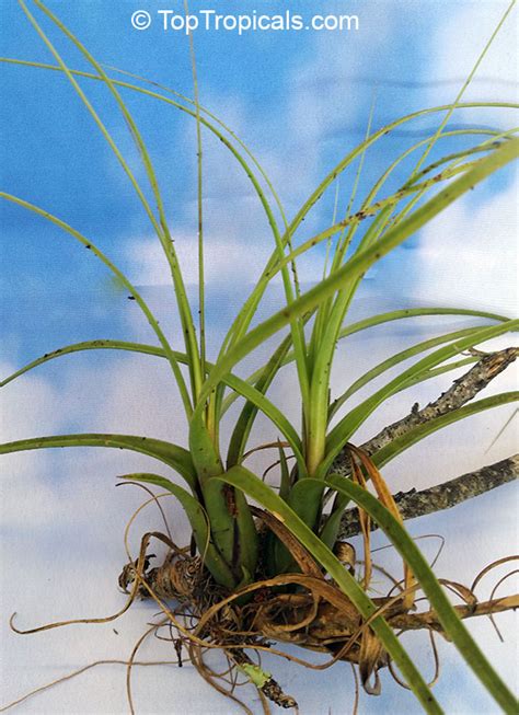 Tillandsia sp., Tillandsia