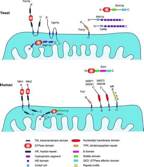 Frontiers Regulation Of Mammalian Mitochondrial Dynamics