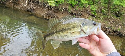 Micropterus Punctulatus Rafinesque 1819