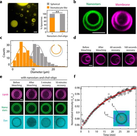 Synthetic Membrane Shaper For Controlled Liposome Deformation Acs Nano