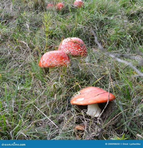 Cogumelos Venenosos Crescem Na Floresta Mosca Vermelha Amanita