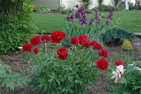 The Christmas Velvet Peony | Adelman Peony Gardens