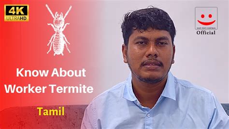 Know About Worker Termites In Tamil Anti Termite Unknown Fact EASY