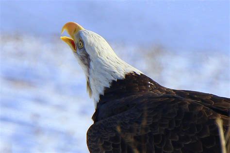 Eagle Watch Nova Scotia Spectacle Of Bald Eagles Wilderness