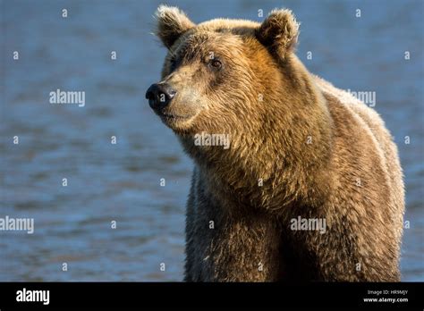 Brown bear catching fish in Kurile Lake of Southern Kamchatka Wildlife ...
