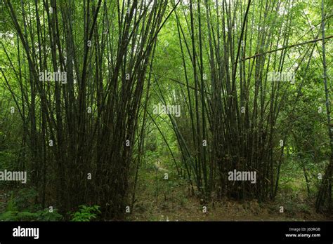 Bamboo Plantation Hi Res Stock Photography And Images Alamy