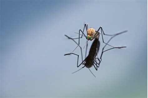 Places Mosquitoes Hide And Breed Burns Pest Elimination