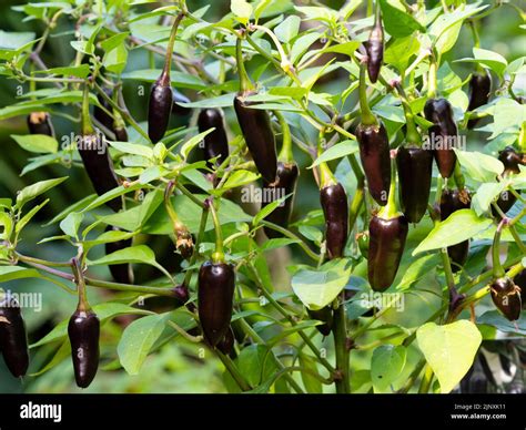 Capsicum Annuum Chenzo Hi Res Stock Photography And Images Alamy