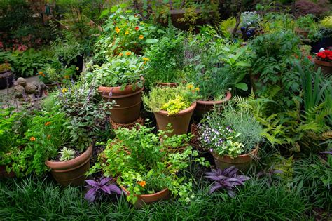 Creating Herb Gardens with Containers – Merrifield Garden Center