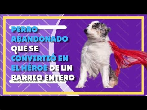 La Historia De Un Perro Abandonado Que Se Convirti En El H Roe De Un