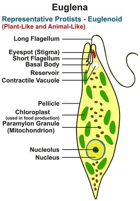 Euglena Structure Infographic Diagram Genus Of Single Celled