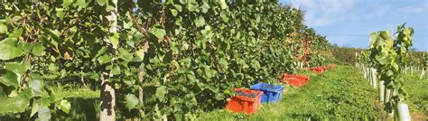 A Bumper Crop For Harvest Alder Vineyard