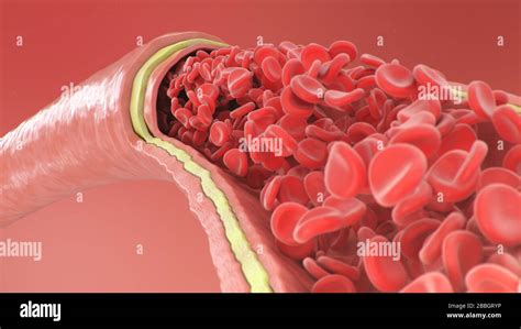 D Illustrazione Dei Globuli Rossi All Interno Di Un Arteria Vena