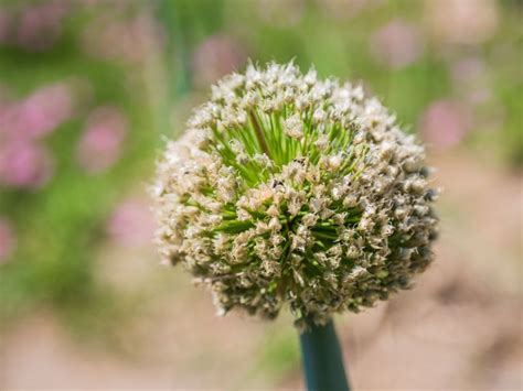 Harvesting Onion Seeds - How To Collect Onion Seeds | Gardening Know How