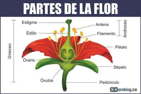 La Flor Y Sus Partes Ara Blog