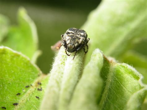 Auch Wieder Eine Zikade Oder Doch K Fer Insekten Allgemein Bestimmen