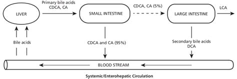 The Primary Bile Acids Chenodeoxycholic Acid Cdca And Cholic Acid