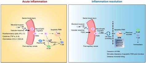 The Outcome Of Acute Inflammation And Resolution Under Stimulation Of