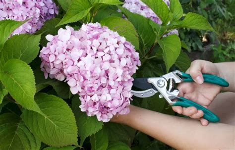 Quand Planter Hortensia Les Meilleurs Conseils De Culture