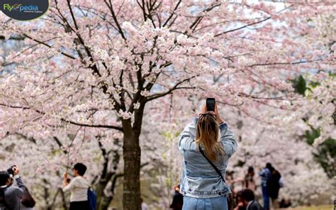 Facts About Washington DC S Cherry Blossom Festival