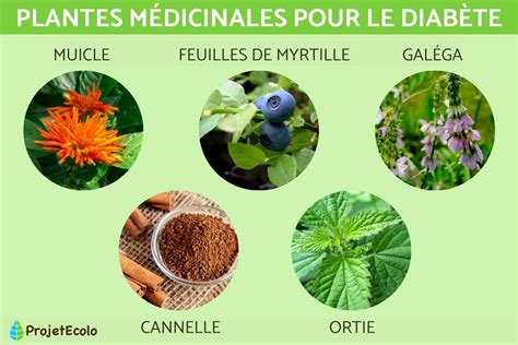 35 PLANTES MÉDICINALES contre le DIABÈTE LISTE et 5 RECETTES