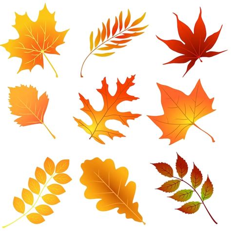 Premium Vector Colorful Autumn Leaves Set Isolated On White Background