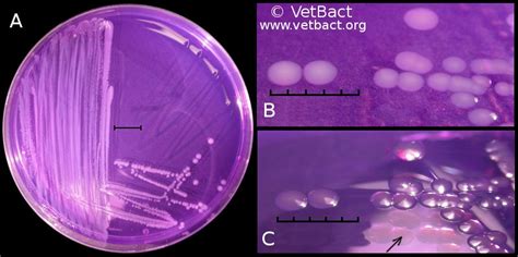 Salmonella Enterica Subsp Enterica