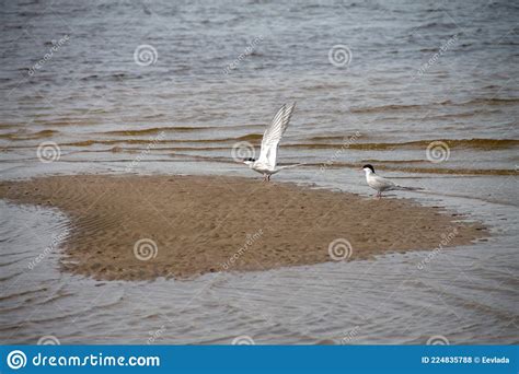 Birds Gulls Terns Stock Photo Image Of Birdlife Coastal 224835788