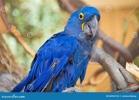 Blue Parrot Bird Stock Image Image Of Parrot Wildlife 66954743