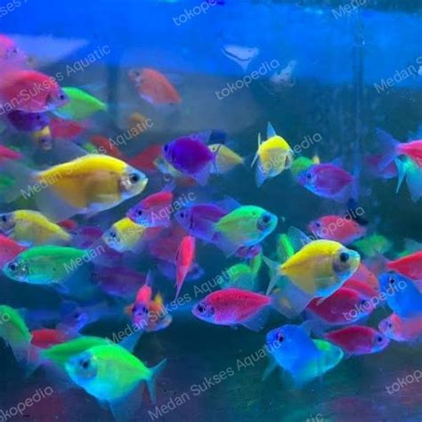 Jual A Glowing Tetra Glowing Fish Air Tawar Ikan Aquascape